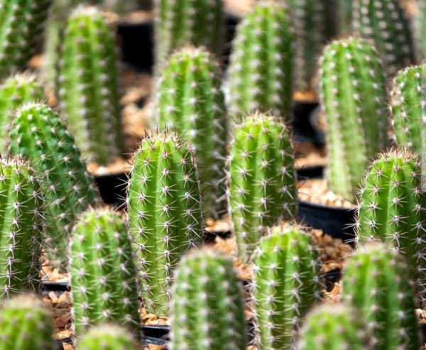 Trichocereus macrogonus var. pachanoi / SAN-PEDRO-KAKTUS